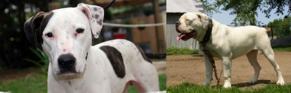 Hermes Bulldogge vs Bull Arab - Breed Comparison