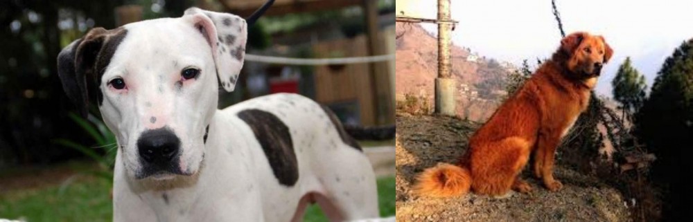 Himalayan Sheepdog vs Bull Arab - Breed Comparison