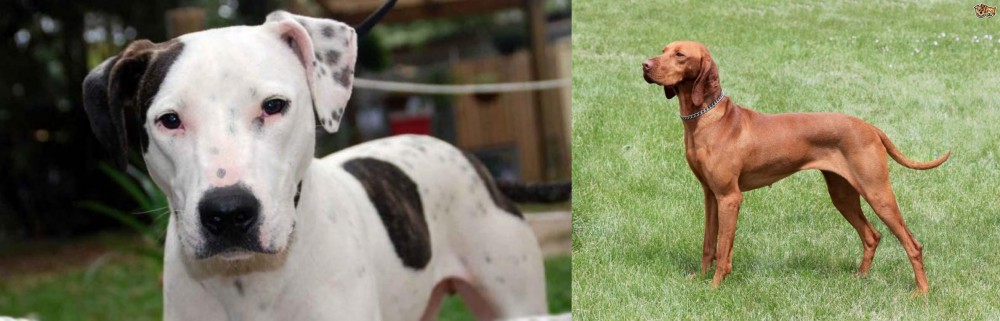 Hungarian Vizsla vs Bull Arab - Breed Comparison