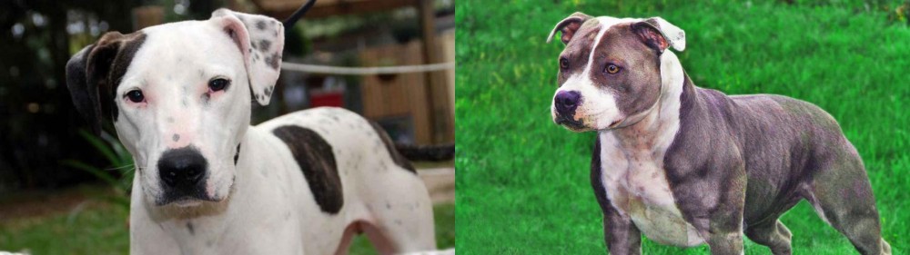 Irish Staffordshire Bull Terrier vs Bull Arab - Breed Comparison