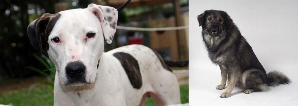 Istrian Sheepdog vs Bull Arab - Breed Comparison