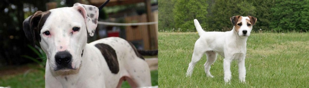 Jack Russell Terrier vs Bull Arab - Breed Comparison