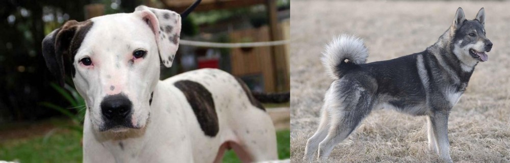 Jamthund vs Bull Arab - Breed Comparison