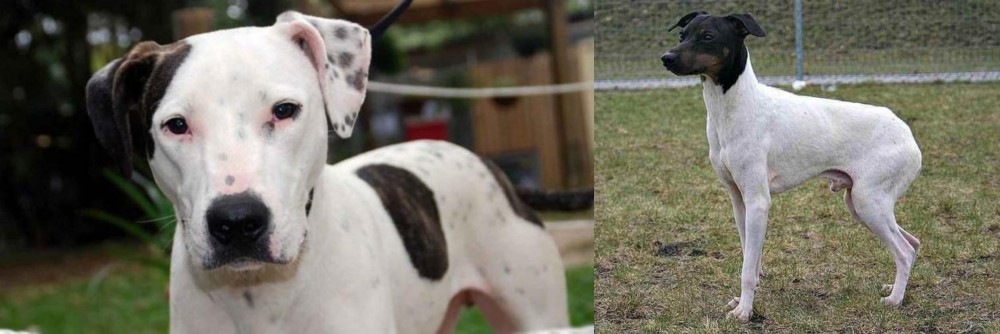 Japanese Terrier vs Bull Arab - Breed Comparison