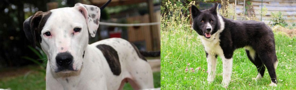 Karelian Bear Dog vs Bull Arab - Breed Comparison