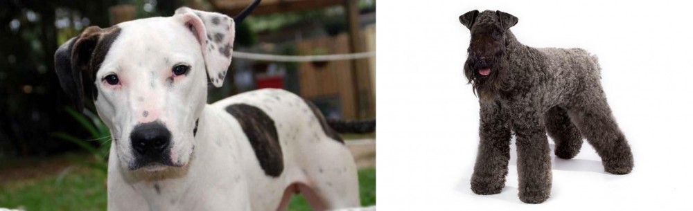 Kerry Blue Terrier vs Bull Arab - Breed Comparison