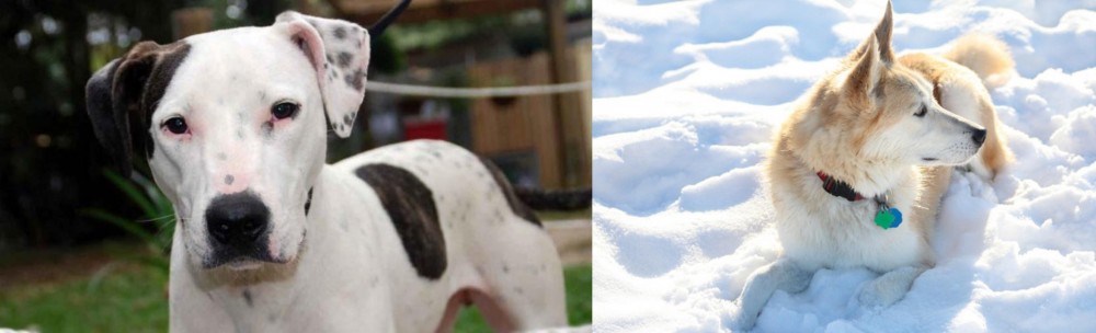 Labrador Husky vs Bull Arab - Breed Comparison