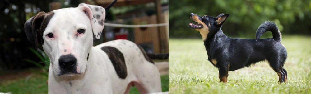 Lancashire Heeler vs Bull Arab - Breed Comparison