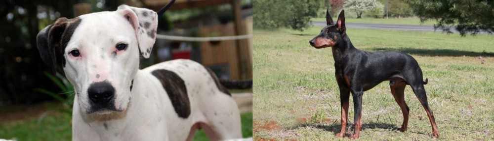 Manchester Terrier vs Bull Arab - Breed Comparison