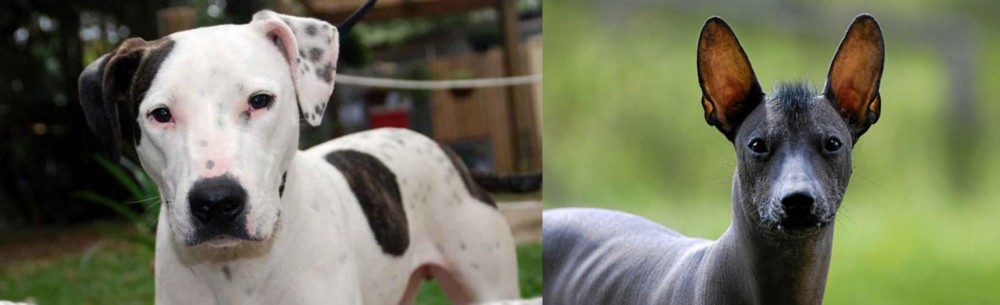 Mexican Hairless vs Bull Arab - Breed Comparison