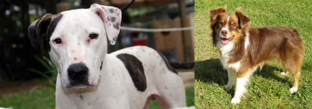 Miniature Australian Shepherd vs Bull Arab - Breed Comparison
