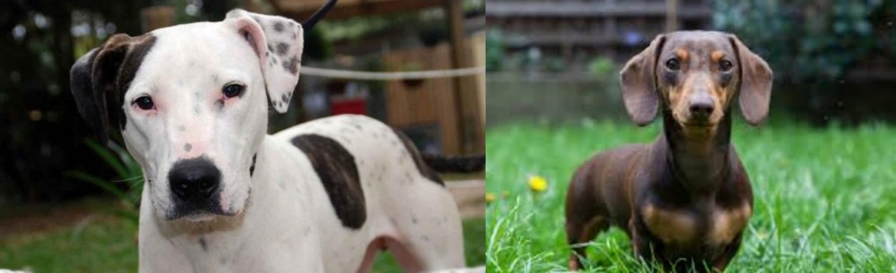 Miniature Dachshund vs Bull Arab - Breed Comparison