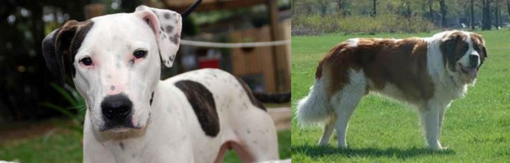 Moscow Watchdog vs Bull Arab - Breed Comparison
