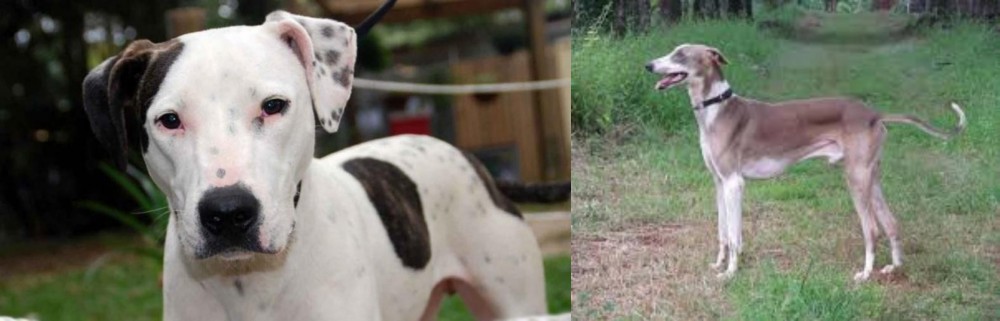Mudhol Hound vs Bull Arab - Breed Comparison