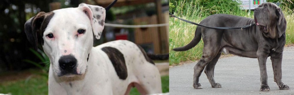 Neapolitan Mastiff vs Bull Arab - Breed Comparison