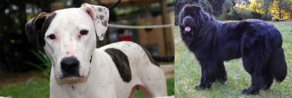 Newfoundland Dog vs Bull Arab - Breed Comparison