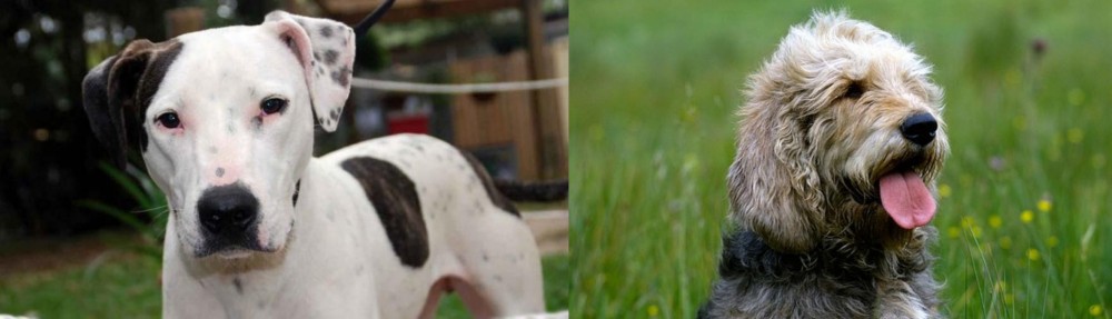 Otterhound vs Bull Arab - Breed Comparison