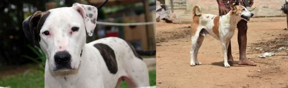 Pandikona vs Bull Arab - Breed Comparison