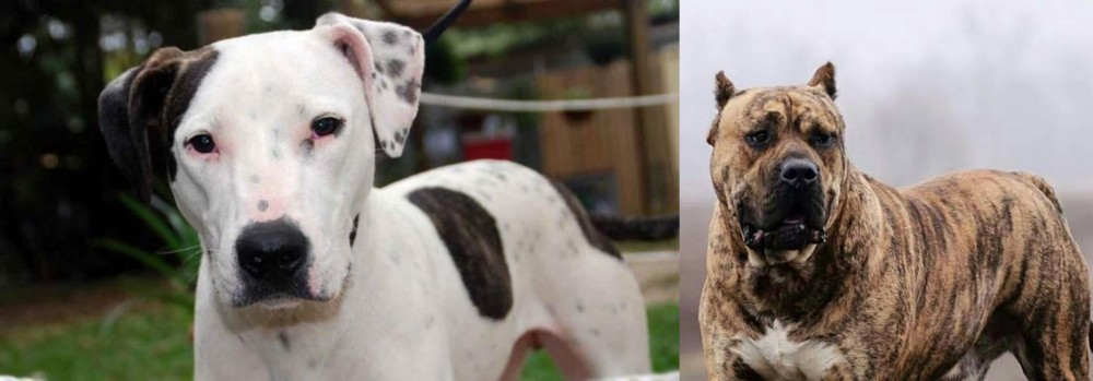 Perro de Presa Canario vs Bull Arab - Breed Comparison