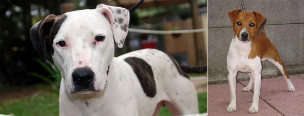 Plummer Terrier vs Bull Arab - Breed Comparison