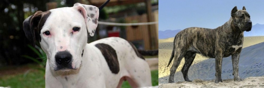Presa Canario vs Bull Arab - Breed Comparison