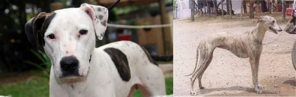 Rampur Greyhound vs Bull Arab - Breed Comparison