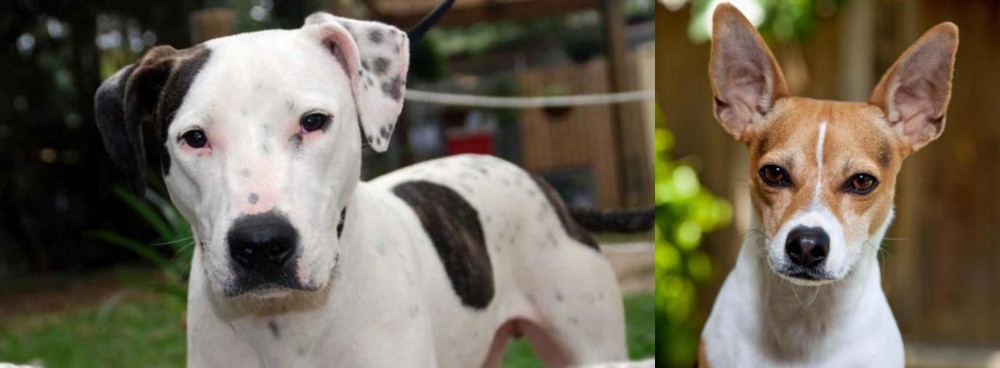 Rat Terrier vs Bull Arab - Breed Comparison