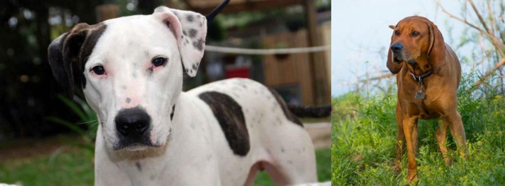 Redbone Coonhound vs Bull Arab - Breed Comparison