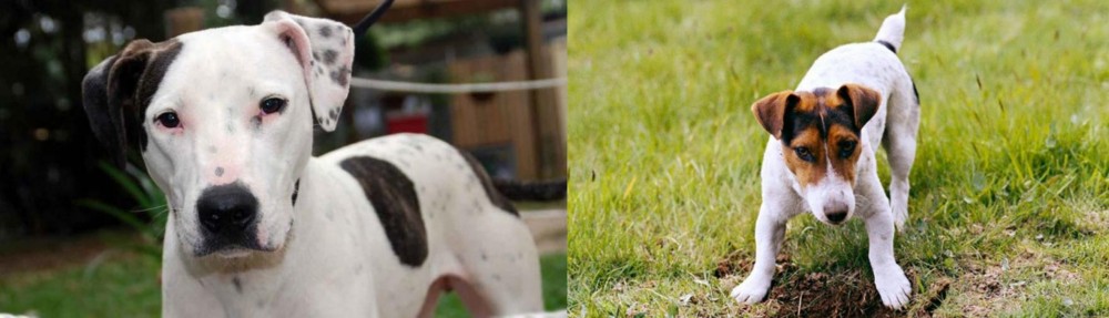 Russell Terrier vs Bull Arab - Breed Comparison