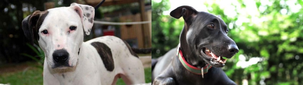 Shepard Labrador vs Bull Arab - Breed Comparison