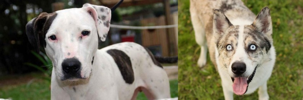 Shepherd Husky vs Bull Arab - Breed Comparison