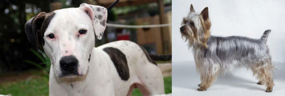 Silky Terrier vs Bull Arab - Breed Comparison