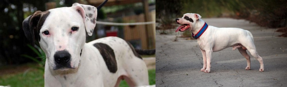 Staffordshire Bull Terrier vs Bull Arab - Breed Comparison