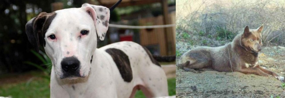 Tahltan Bear Dog vs Bull Arab - Breed Comparison