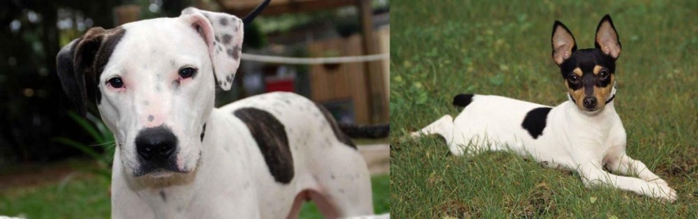 Toy Fox Terrier vs Bull Arab - Breed Comparison