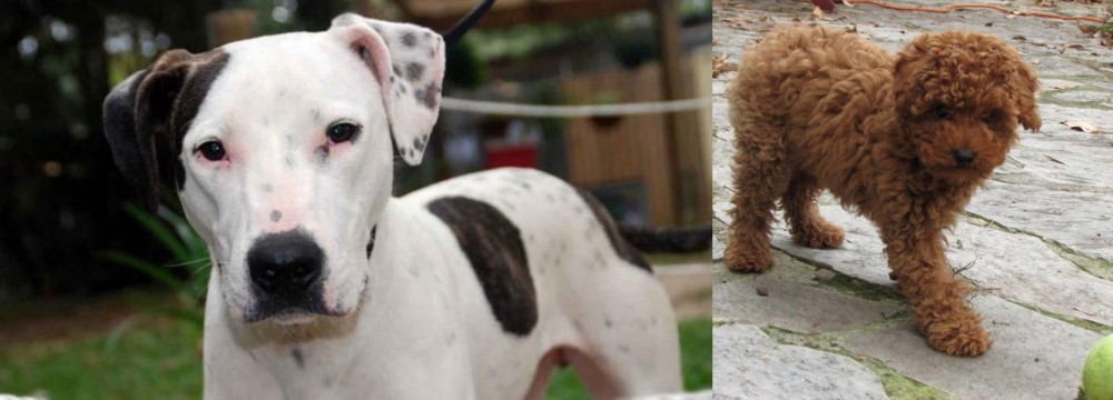 Toy Poodle vs Bull Arab - Breed Comparison