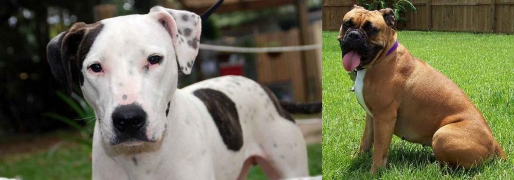 Valley Bulldog vs Bull Arab - Breed Comparison