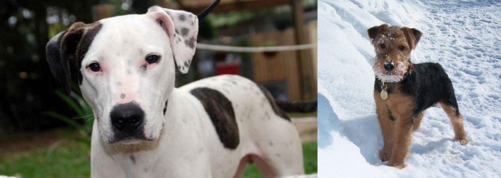 Welsh Terrier vs Bull Arab - Breed Comparison