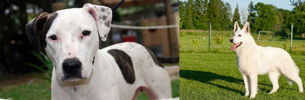White Shepherd vs Bull Arab - Breed Comparison