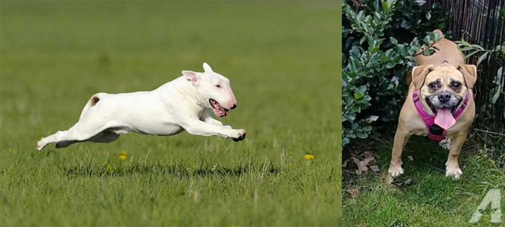 Beabull vs Bull Terrier - Breed Comparison
