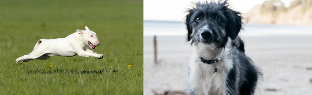 Bordoodle vs Bull Terrier - Breed Comparison