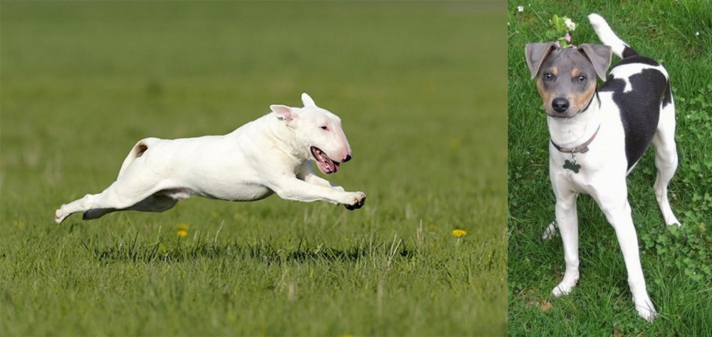 Brazilian Terrier vs Bull Terrier - Breed Comparison