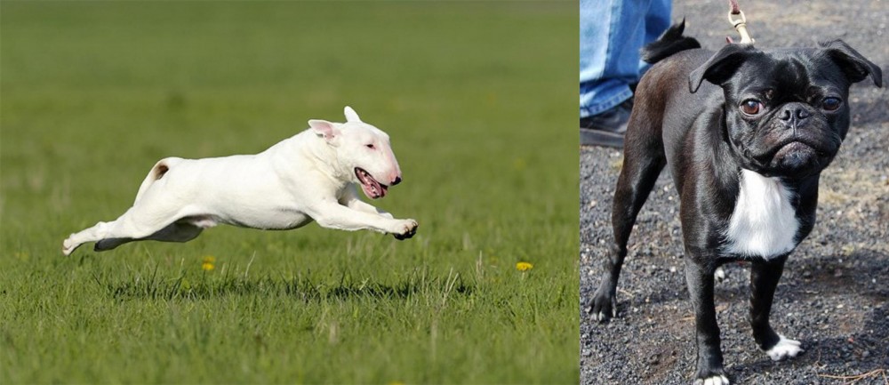 Bugg vs Bull Terrier - Breed Comparison