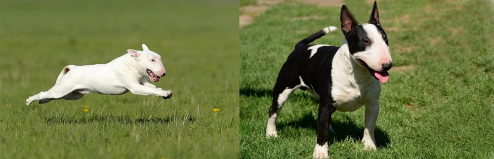 Bull Terrier Miniature vs Bull Terrier - Breed Comparison