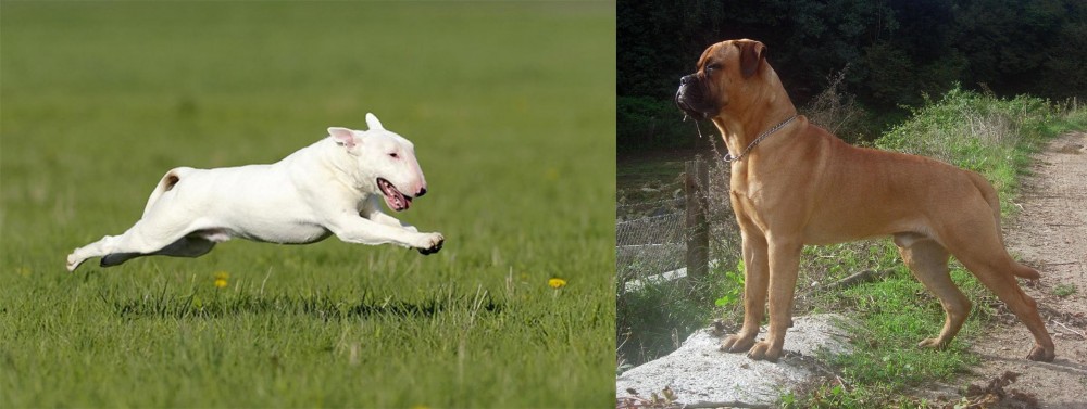 Bullmastiff vs Bull Terrier - Breed Comparison