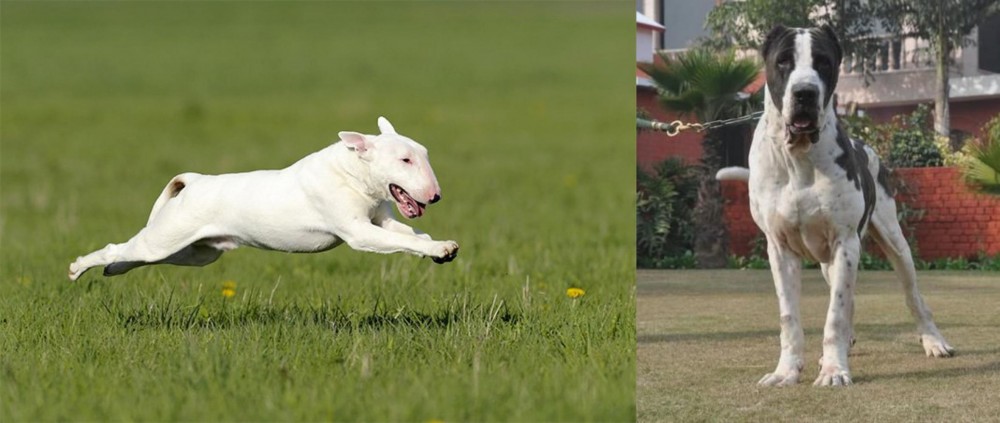 Bully Kutta vs Bull Terrier - Breed Comparison