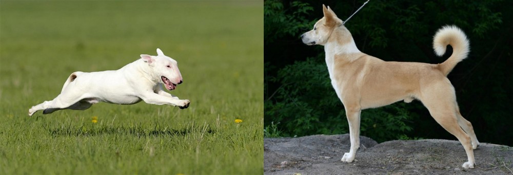 Canaan Dog vs Bull Terrier - Breed Comparison