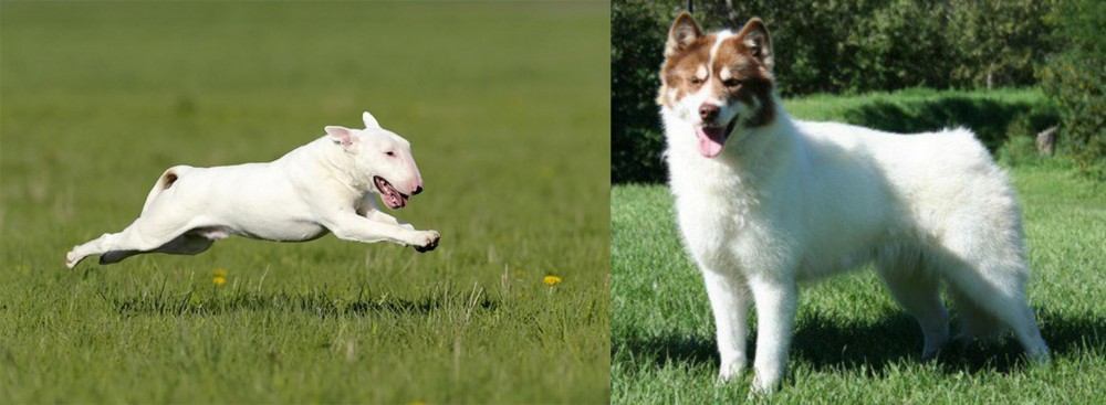 Canadian Eskimo Dog vs Bull Terrier - Breed Comparison