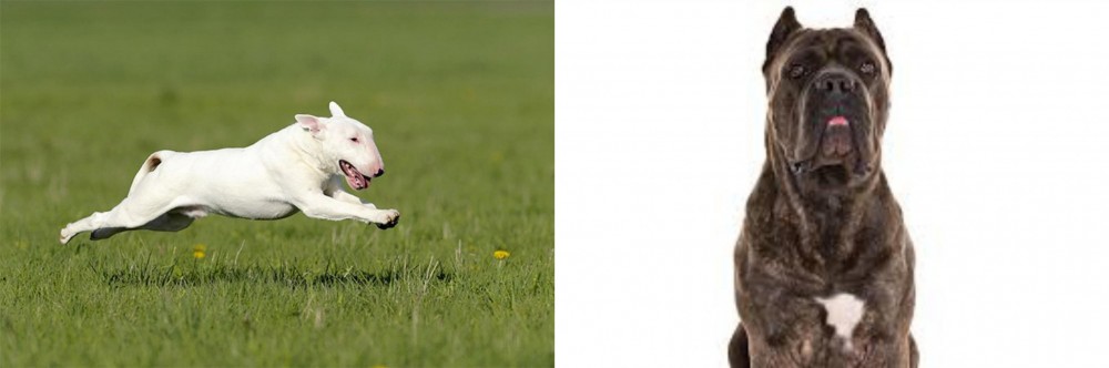 Cane Corso vs Bull Terrier - Breed Comparison