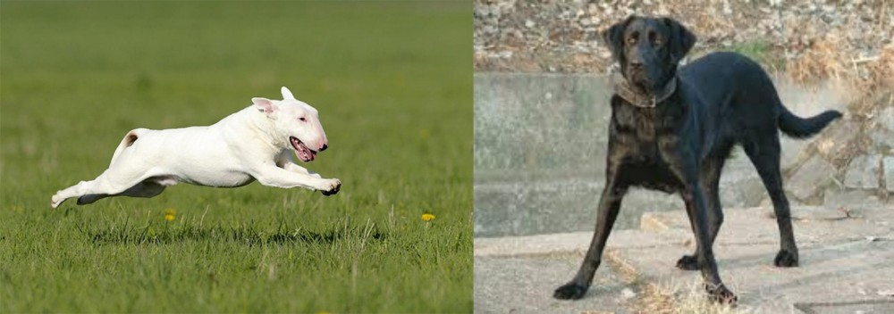 Cao de Castro Laboreiro vs Bull Terrier - Breed Comparison